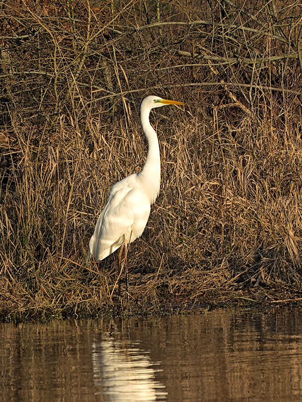 Kingfisher perched above river